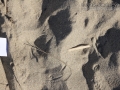 Raccoon Tracks