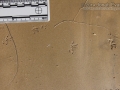 Vole Tracks