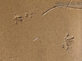 Vole Tracks