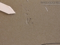 Vole Tracks