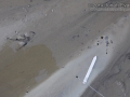 Vulture Tracks