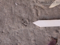 Woodrat Tracks