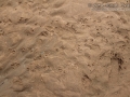 Armadillo Tracks