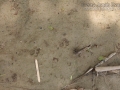 Bobcat Tracks