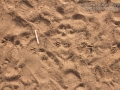 Crow Tracks