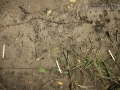 Deer Tracks