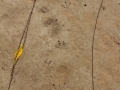 Duck Tracks