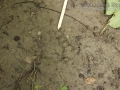 Human Tracks