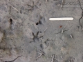Opossum Tracks