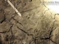 Obscure Raccoon Tracks