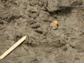 Raccoon Tracks