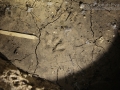 Raccoon Tracks
