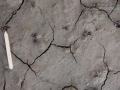 Rat Tracks