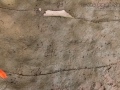 Turtle Tracks