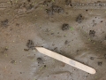 Worm Castings