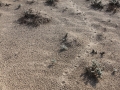 Bobcat Tracks (2)