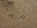 Bobcat Tracks