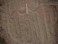 Cottontail Tracks