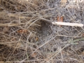 Deer Track