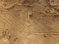 Gray Fox Tracks