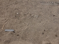 Great-blue Heron Tracks