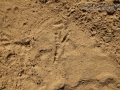 Jay Tracks