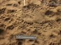 Mexican Free-tailed Bat Tracks (1)