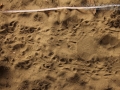 Mexican Free-tailed Bat Tracks