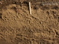 Opossum Tracks