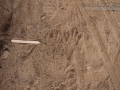 Raccoon Tracks (1)