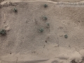 Raccoon Tracks
