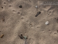 Striped Skunk Tracks (2)