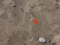 Turkey Vulture Tracks