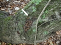 Woodrat Scat