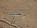 Beetle Tracks