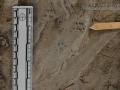 Black Rat Tracks