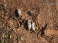 Bobcat Scat (1)