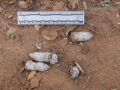Bobcat Scat