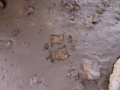 Bobcat Tracks