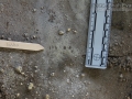 California Ground Squirrel Tracks (1)