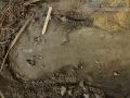 California Ground Squirrel Tracks