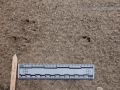 Cottontail Tracks (1)