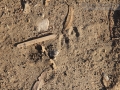 Cottontail Tracks