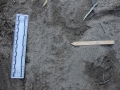 Coyote Track