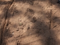 Deer Tracks
