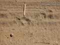Dog Track