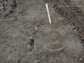 Horse Hind Track