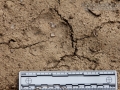 Mountain Lion Tracks