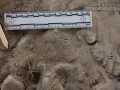 Pocket Gopher Tracks (1)