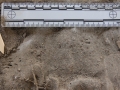 Pocket Gopher Tracks